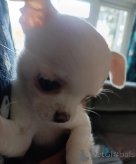 Photo №1. chihuahua - à vendre en ville de Bayerbach Bei Ergoldsbach | négocié | Annonce №167680