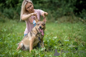 Photo №2 de l'annonce № 17013 de la vente chien bâtard - acheter à Fédération de Russie 