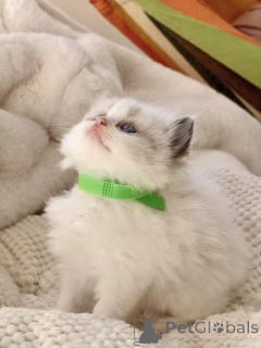 Photo №2 de l'annonce № 172426 de la vente ragdoll - acheter à Albanie éleveur