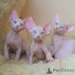 Photo №1. sphynx - à vendre en ville de Jüterbog | 350€ | Annonce № 169560