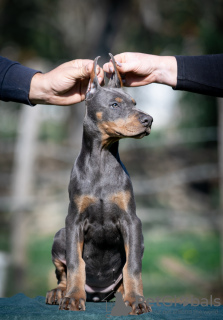 Photo №3. Chiots Dobermann. Serbie