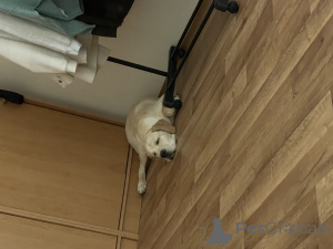 Photo №2 de l'annonce № 152515 de la vente cane corso - acheter à République Tchèque annonce privée