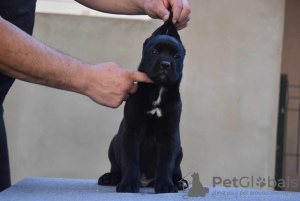 Photos supplémentaires: Chiots Cane Corso