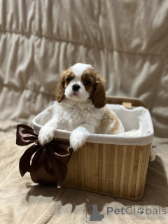 Photo №4. Je vais vendre cavalier king charles spaniel en ville de Inđija. éleveur - prix - négocié