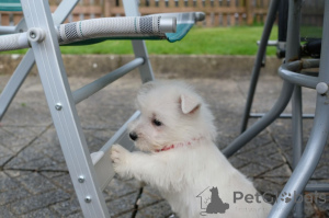 Photo №2 de l'annonce № 167524 de la vente west highland white terrier - acheter à Danemark annonce privée, éleveur