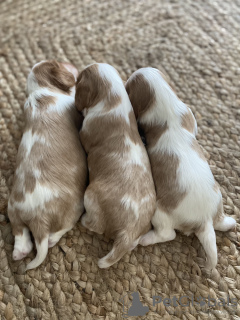 Photo №2 de l'annonce № 13857 de la vente cavalier king charles spaniel - acheter à L'Autriche de la fourrière