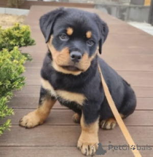 Photo №1. rottweiler - à vendre en ville de Anvers | Gratuit | Annonce №165262