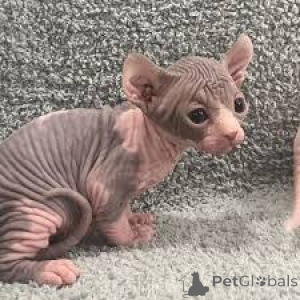 Photo №3. Chatons Sphynx disponibles à la vente.. Belgique
