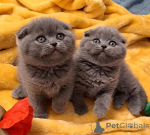 Photo №1. scottish fold - à vendre en ville de Dublin | négocié | Annonce № 177776