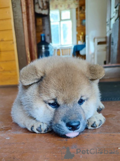 Photo №1. shiba - à vendre en ville de Rivière moscou | négocié | Annonce №155347