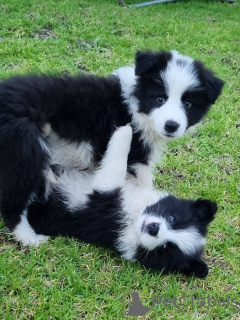 Photo №1. border collie - à vendre en ville de Rottnest Island | 266€ | Annonce №129480