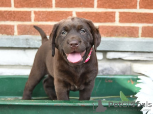 Photo №2 de l'annonce № 103931 de la vente labrador retriever - acheter à Chypre 