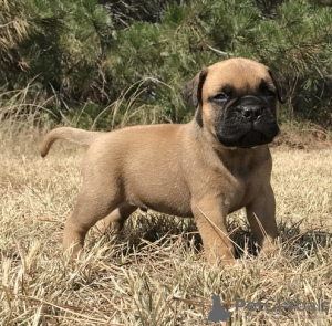 Photo №1. chien bâtard - à vendre en ville de Cologne | 550€ | Annonce №122769