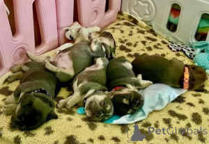 Photo №3. Bezaubernde Französische Bulldoggen-Welpen suchen ihr Zuhause fürs Leben!. Allemagne