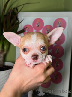 Photo №1. chihuahua - à vendre en ville de Helsinki | 500€ | Annonce №164042