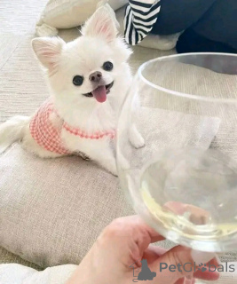 Photo №4. Je vais vendre chihuahua en ville de Barcelone. éleveur - prix - 350€