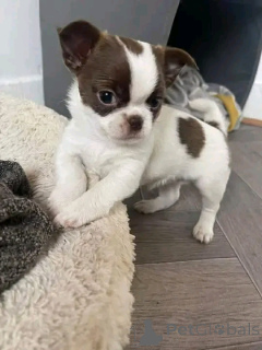 Photo №2 de l'annonce № 165375 de la vente chihuahua - acheter à Allemagne annonce privée, de l'abri