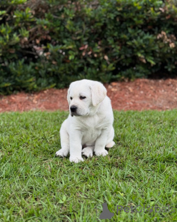 Photo №1.  - à vendre en ville de Swindon | négocié | Annonce №142058