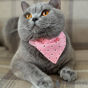 Photo №1. british shorthair - à vendre en ville de Chorherrn | négocié | Annonce № 155695