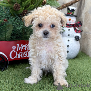 Photo №1. caniche (jouet) - à vendre en ville de Glasgow | négocié | Annonce №160902