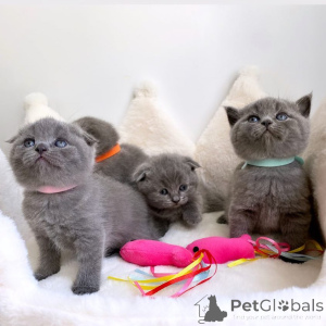 Photo №2 de l'annonce № 158961 de la vente scottish fold - acheter à Pologne annonce privée
