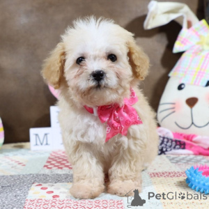 Photo №1. maltipu - à vendre en ville de Friedberg (Hessen) | 900€ | Annonce №149576