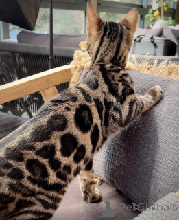 Photo №1. bengal - à vendre en ville de Helsinki | Gratuit | Annonce № 167688