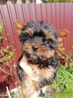 Photo №1. biewer yorkshire terrier, yorkshire terrier - à vendre en ville de Vilnius | 450€ | Annonce №100418