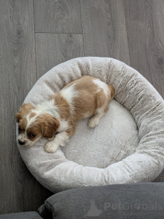 Photo №1. cavalier king charles spaniel - à vendre en ville de Ylivieska | 490€ | Annonce №168903
