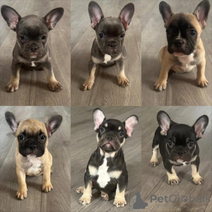 Photo №1. bulldog anglais, bouledogue - à vendre en ville de Orissaare | 300€ | Annonce №174584