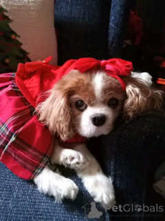 Photo №2. Produits pour animaux en USA. Prix - 436€. Annonce № 164769