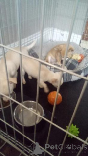 Photo №1. chihuahua - à vendre en ville de Krāslava | négocié | Annonce №160018