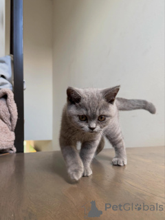 Photo №3. Des chatons British Shorthair haut de gamme prêts à vivre dans leur foyer. Pays Bas