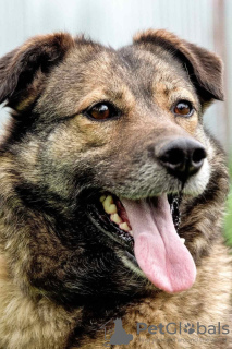 Photo №1. chien bâtard - à vendre en ville de Perm | Gratuit | Annonce №9037