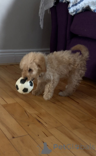 Photo №2 de l'annonce № 137021 de la vente kavapoun - acheter à Irlande annonce privée