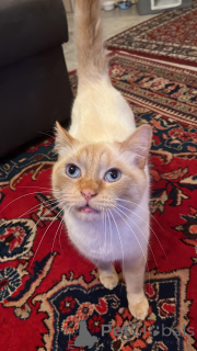 Photo №3. Beau point de flamme à flamme pour une bonne maison. Luxembourg