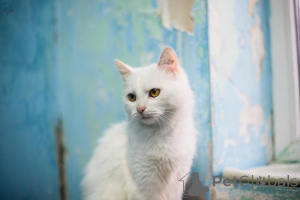 Photo №4. Je vais vendre  en ville de Khimki. annonce privée - prix - Gratuit