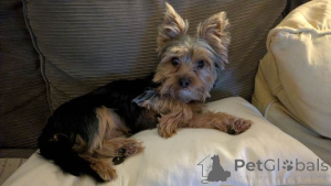 Photo №1. yorkshire terrier - à vendre en ville de Anvers | négocié | Annonce №163734