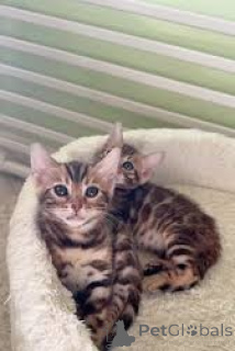 Photo №2 de l'annonce № 173291 de la vente bengal - acheter à Pologne annonce privée, éleveur