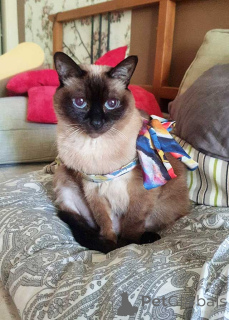 Photo №3. Syusya, une chatte thaïlandaise âgée et très douce, est à la recherche d'un. Fédération de Russie