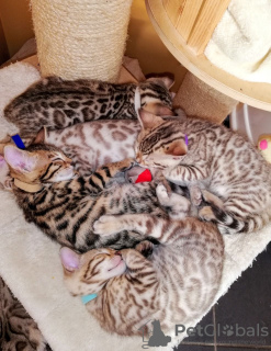 Photo №3. Chatons Bengal Cats vaccinés prêts maintenant avec des services de livraison à. Allemagne