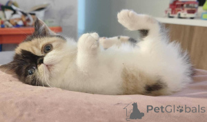 Photo №1. exotic shorthair - à vendre en ville de Neuenhagen | 350€ | Annonce № 149190