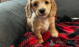 Photo №2 de l'annonce № 160039 de la vente teckel - acheter à La Roumanie annonce privée