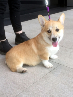 Photos supplémentaires: chiots gallois corgi pembroke