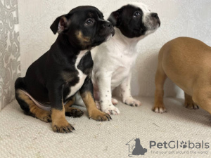 Photo №4. Je vais vendre staffordshire bull terrier en ville de Minsk. éleveur - prix - 1041€