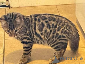 Photo №2 de l'annonce № 164927 de la vente bengal - acheter à La finlande annonce privée, éleveur