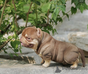 Photo №3. Nano Bullies à vendre. Allemagne