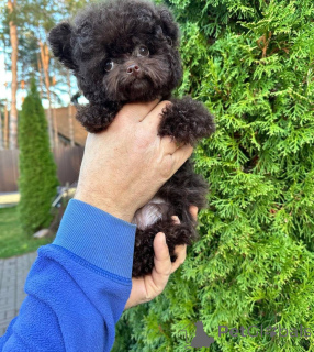 Photo №3. Dean Janet Kay Puppies House. USA