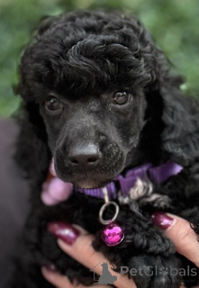 Photo №3. Boy Black Poodle. Serbie