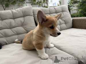 Photo №1. welsh corgi - à vendre en ville de Varsovie | 2000€ | Annonce №168788